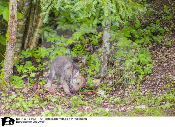 Eurasischer Grauwolf / PW-18103