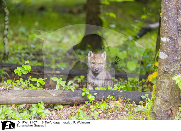 Eurasischer Grauwolf / eurasian greywolf / PW-18107