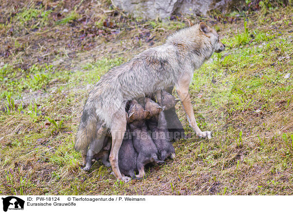 Eurasische Grauwlfe / eurasian greywolfs / PW-18124