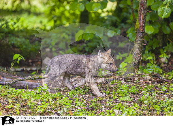 Eurasischer Grauwolf / eurasian greywolf / PW-18132