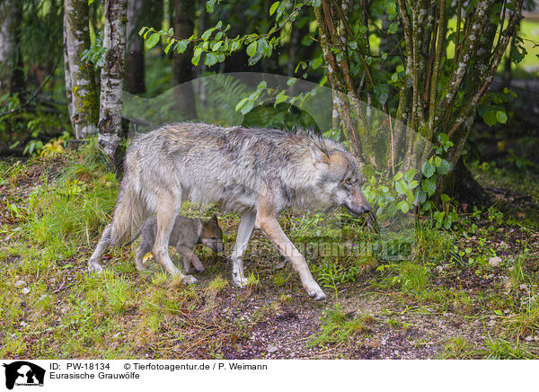 Eurasische Grauwlfe / eurasian greywolfs / PW-18134