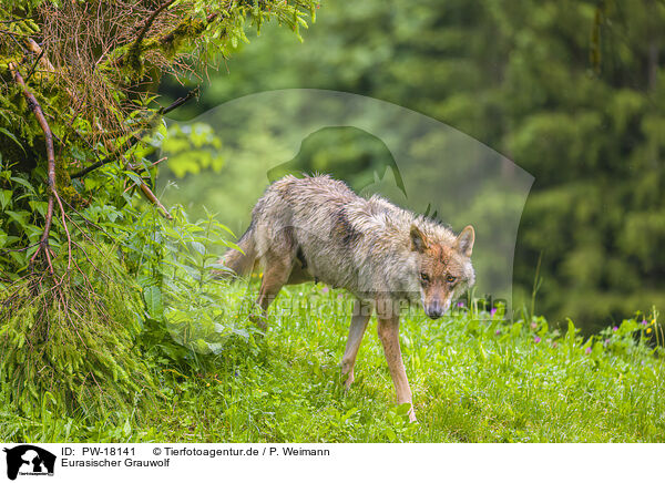 Eurasischer Grauwolf / PW-18141