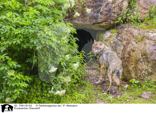 Eurasischer Grauwolf / PW-18142