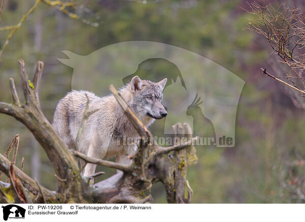 Eurasischer Grauwolf / PW-19206
