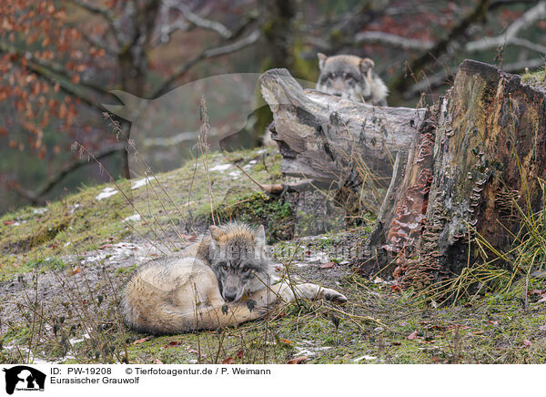Eurasischer Grauwolf / Eurasian greywolf / PW-19208