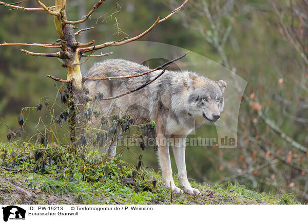 Eurasischer Grauwolf / PW-19213