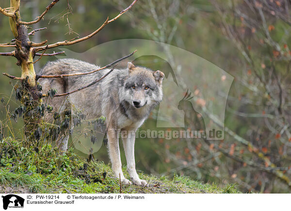 Eurasischer Grauwolf / PW-19214