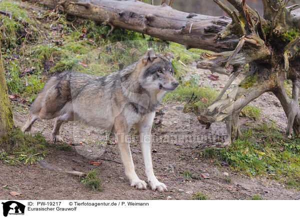 Eurasischer Grauwolf / Eurasian greywolf / PW-19217