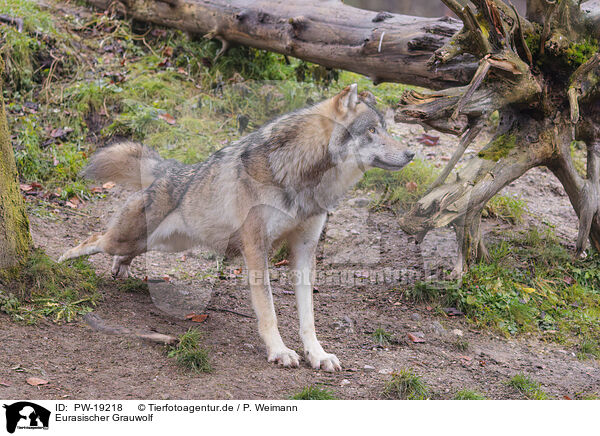 Eurasischer Grauwolf / PW-19218