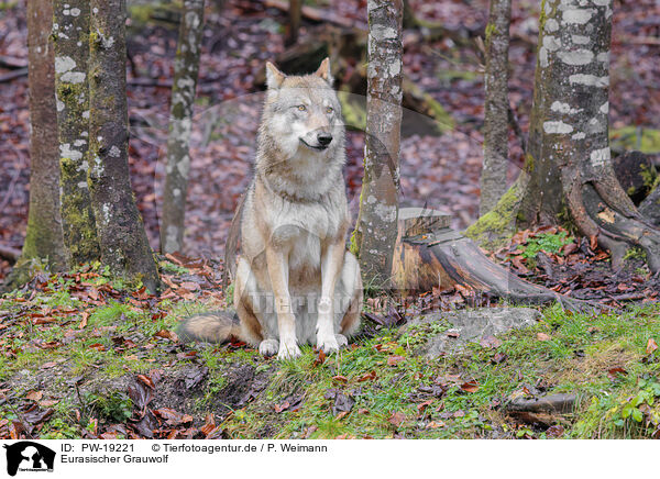 Eurasischer Grauwolf / PW-19221