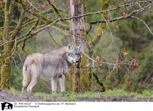 Eurasischer Grauwolf / Eurasian greywolf / PW-19227