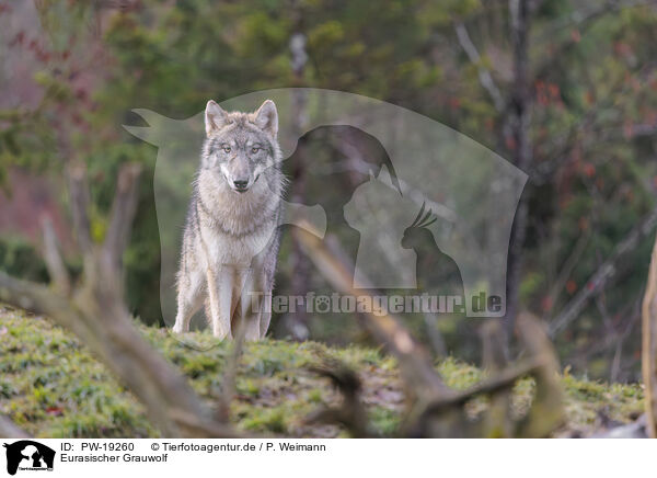 Eurasischer Grauwolf / Eurasian greywolf / PW-19260