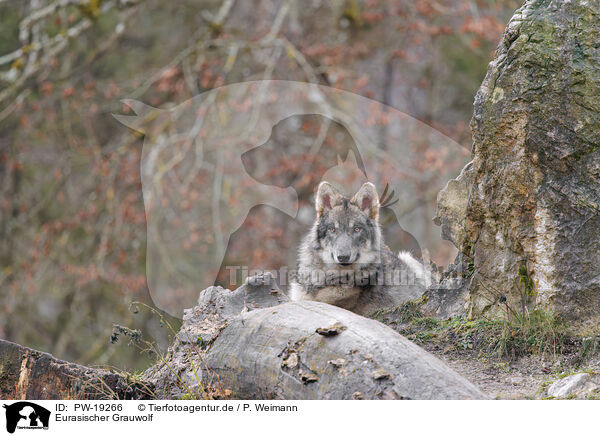 Eurasischer Grauwolf / Eurasian greywolf / PW-19266