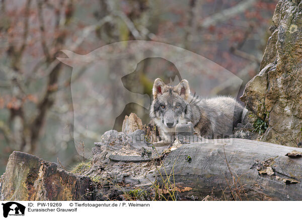 Eurasischer Grauwolf / Eurasian greywolf / PW-19269