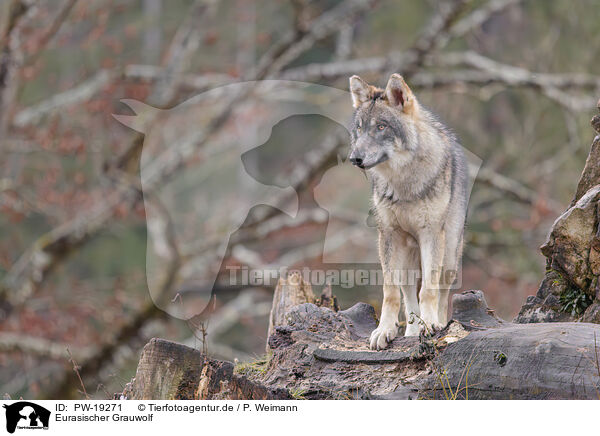 Eurasischer Grauwolf / Eurasian greywolf / PW-19271