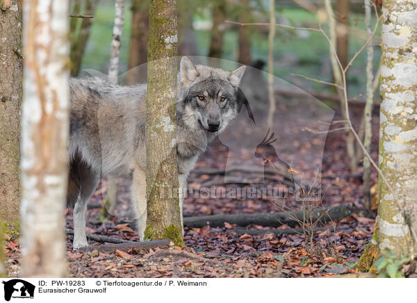 Eurasischer Grauwolf / PW-19283