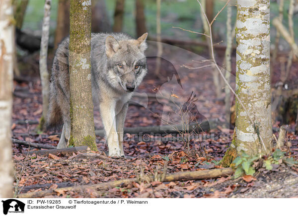 Eurasischer Grauwolf / PW-19285