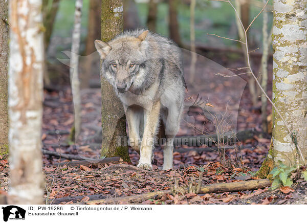 Eurasischer Grauwolf / PW-19286