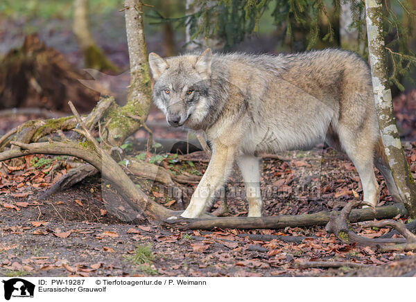 Eurasischer Grauwolf / Eurasian greywolf / PW-19287