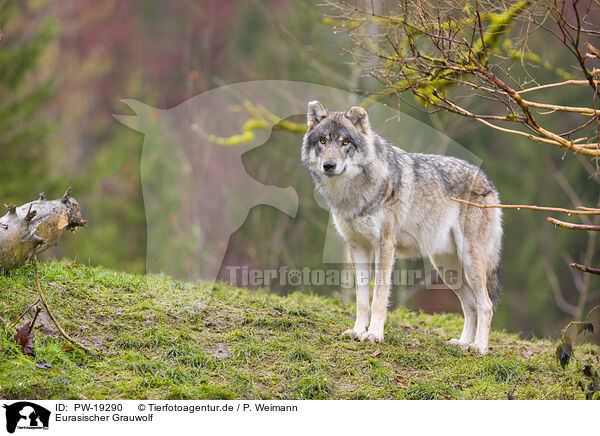 Eurasischer Grauwolf / PW-19290