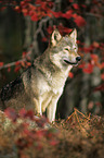 Eurasischer Grauwolf