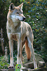 Eurasischer Grauwolf