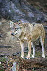 Eurasischer Grauwolf