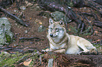 Eurasischer Grauwolf