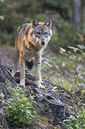 Eurasischer Grauwolf