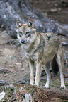 Eurasischer Grauwolf
