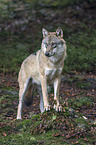 Eurasischer Grauwolf