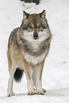 Eurasischer Grauwolf
