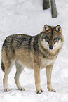Eurasischer Grauwolf