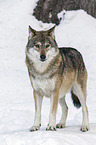 Eurasischer Grauwolf