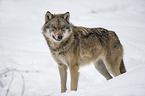 Eurasischer Grauwolf