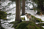 Eurasischer Grauwolf