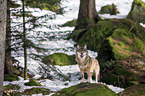 Eurasischer Grauwolf