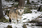 Eurasischer Grauwolf