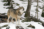 Eurasischer Grauwolf