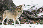 Eurasischer Grauwolf