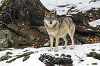 Eurasischer Grauwolf