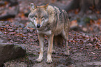 Eurasischer Grauwolf