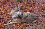 Eurasischer Grauwolf