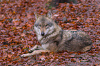 Eurasischer Grauwolf