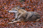 Eurasischer Grauwolf