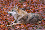 Eurasischer Grauwolf