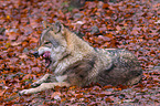 Eurasischer Grauwolf