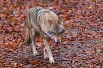 Eurasischer Grauwolf