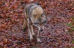 Eurasischer Grauwolf