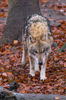 Eurasischer Grauwolf
